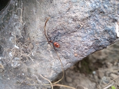 Leptoglossus
