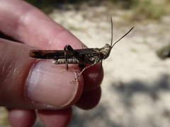 Psinidia fenestralis