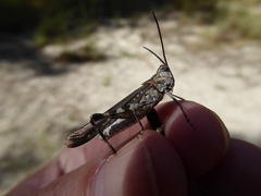 Psinidia fenestralis