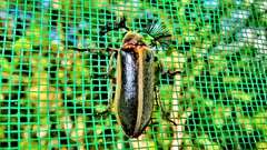 Polytomus marginatus