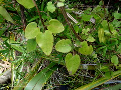 Clematis cunninghamii