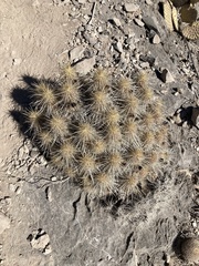 Echinocereus occidentalis breckwoldtiorum