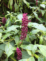 Phytolacca thyrsiflora