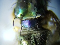 Paraclius propinquus