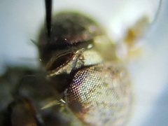 Paraclius propinquus