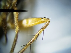 Paraclius propinquus