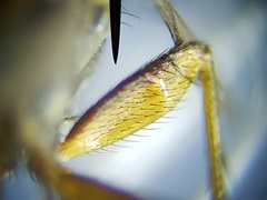 Paraclius propinquus