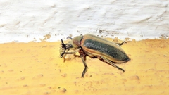Polytomus marginatus