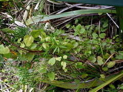 Clematis cunninghamii