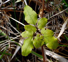 Clematis cunninghamii