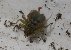 Stenepteryx hirundinis