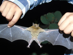 Leptonycteris nivalis