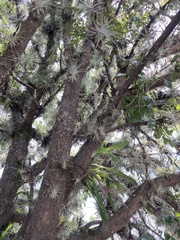 Tillandsia schiedeana