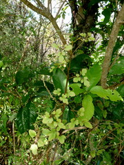 Clematis cunninghamii