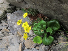 Ranunculus insignis