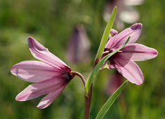 Fritillaria pluriflora