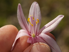 Fritillaria pluriflora