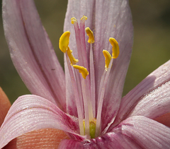 Fritillaria pluriflora