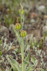 Fritillaria pluriflora