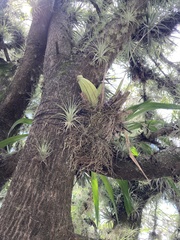 Tillandsia schiedeana