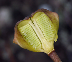 Fritillaria pluriflora