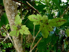 Clematis cunninghamii