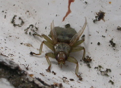 Stenepteryx hirundinis