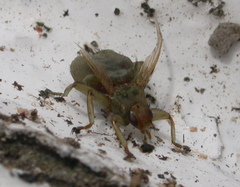 Stenepteryx hirundinis