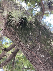 Tillandsia schiedeana