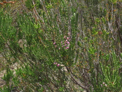 Erica irregularis