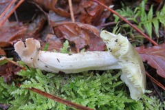 Tricholoma