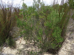 Erica irregularis