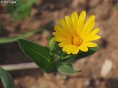 Calendula arvensis
