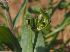 Calendula arvensis