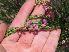 Erica irregularis