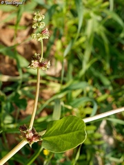 Rumex spinosus