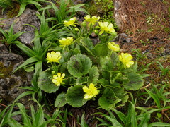 Ranunculus insignis