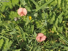 Lathyrus marmoratus