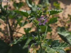 Malva multiflora