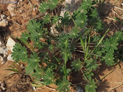 Lupinus palaestinus