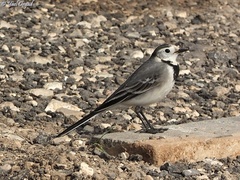 Motacilla alba