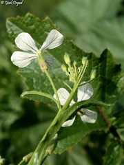 Raphanus raphanistrum