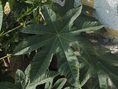 Ricinus communis
