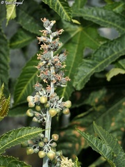 Ricinus communis
