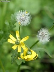 Senecio vernalis