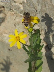 Eristalinus taeniops