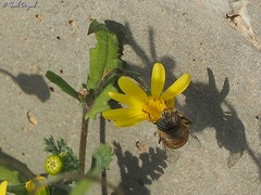 Eristalinus taeniops