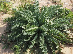 Verbascum sinuatum