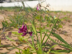 Vicia villosa