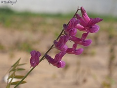 Vicia villosa